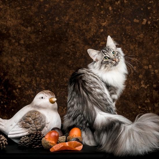 Maine coon